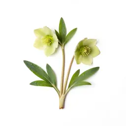 Hellebore nodding