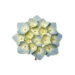 Hydrangea head