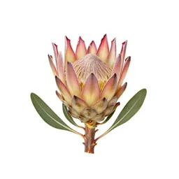 King protea