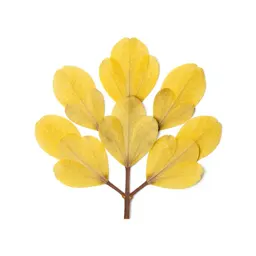 Kowhai flower cluster