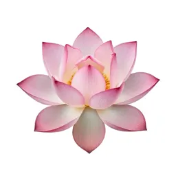 Lotus flower