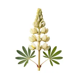 Lupin spike
