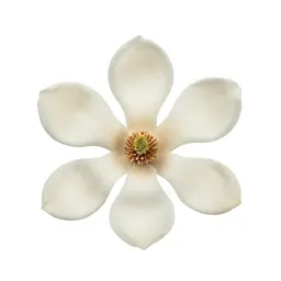 Magnolia flower