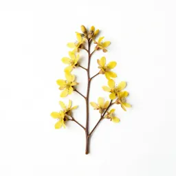 Manuka blossom branch