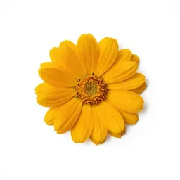 Marigold