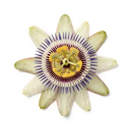 Passionflower