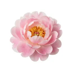 Peony opening