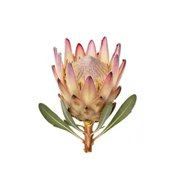 Protea bloom