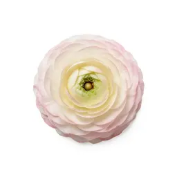 Ranunculus