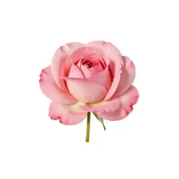 Single garden rose
