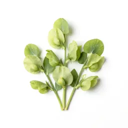 Sweet pea cluster