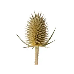 Thistle head