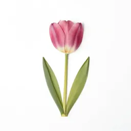 Tulip