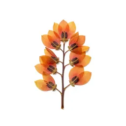 Waratah