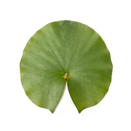 Water lily