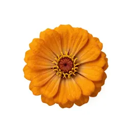 Zinnia