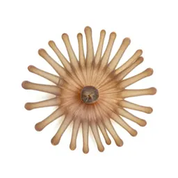 Anemone
