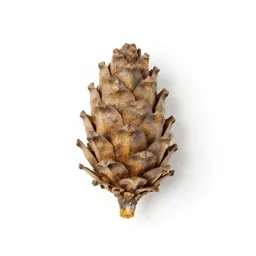 Echinacea cone
