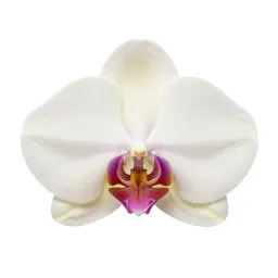 Orchid spray