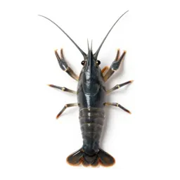 Brine shrimp