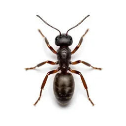 Bullet ant