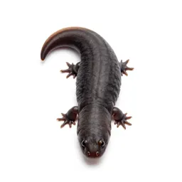 Centipede