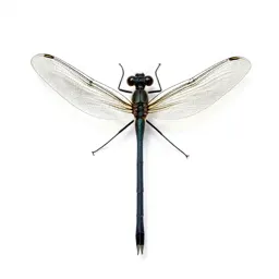 Damselfly