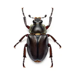 Diving beetle