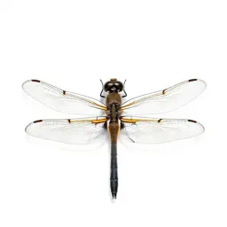 Dragonfly with veined wings