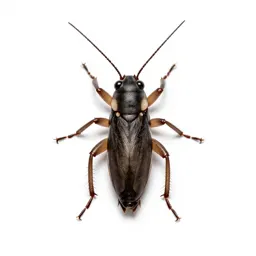 Field cricket