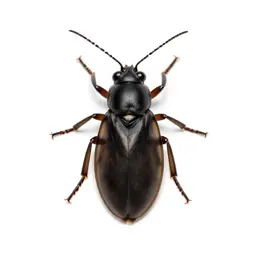 Firefly glowing