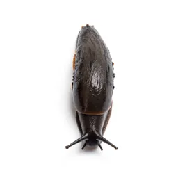 Garden slug