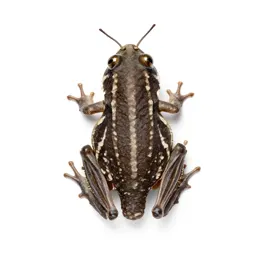Grasshopper