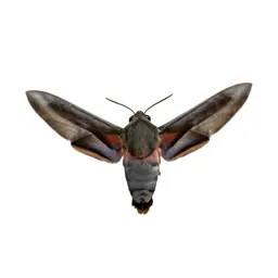 Hawk moth in flight