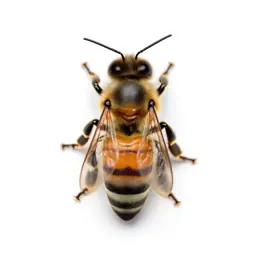 Honeybee on a comb