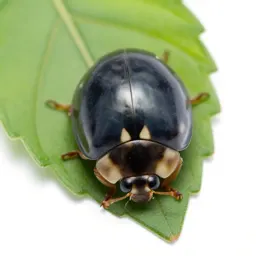Ladybird on a leaf