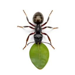Leafcutter ant carrying a leaf