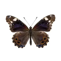 Monarch butterfly with open wings