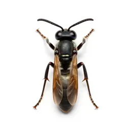 Paper wasp