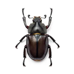 Rhinoceros beetle