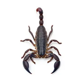 Scorpion with its tail raised