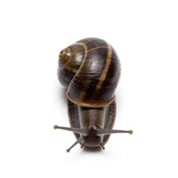 Snail on a wet stem