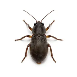 Springtail