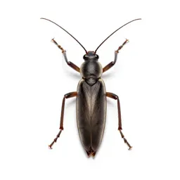 Stick insect