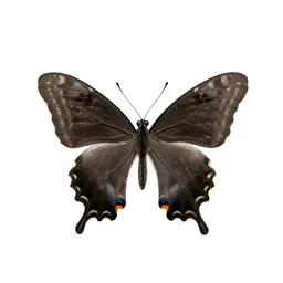 Swallowtail butterfly