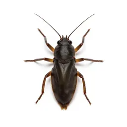 Water strider