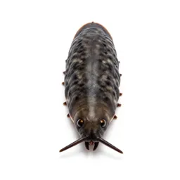 Woodlouse