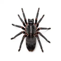 Orb weaver on its web