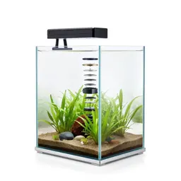 Aquarium with a planted substrate
