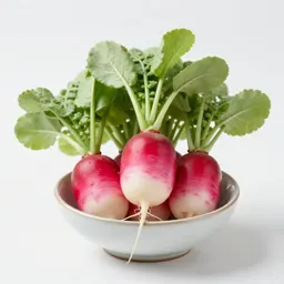 Bunch of radishes with tops